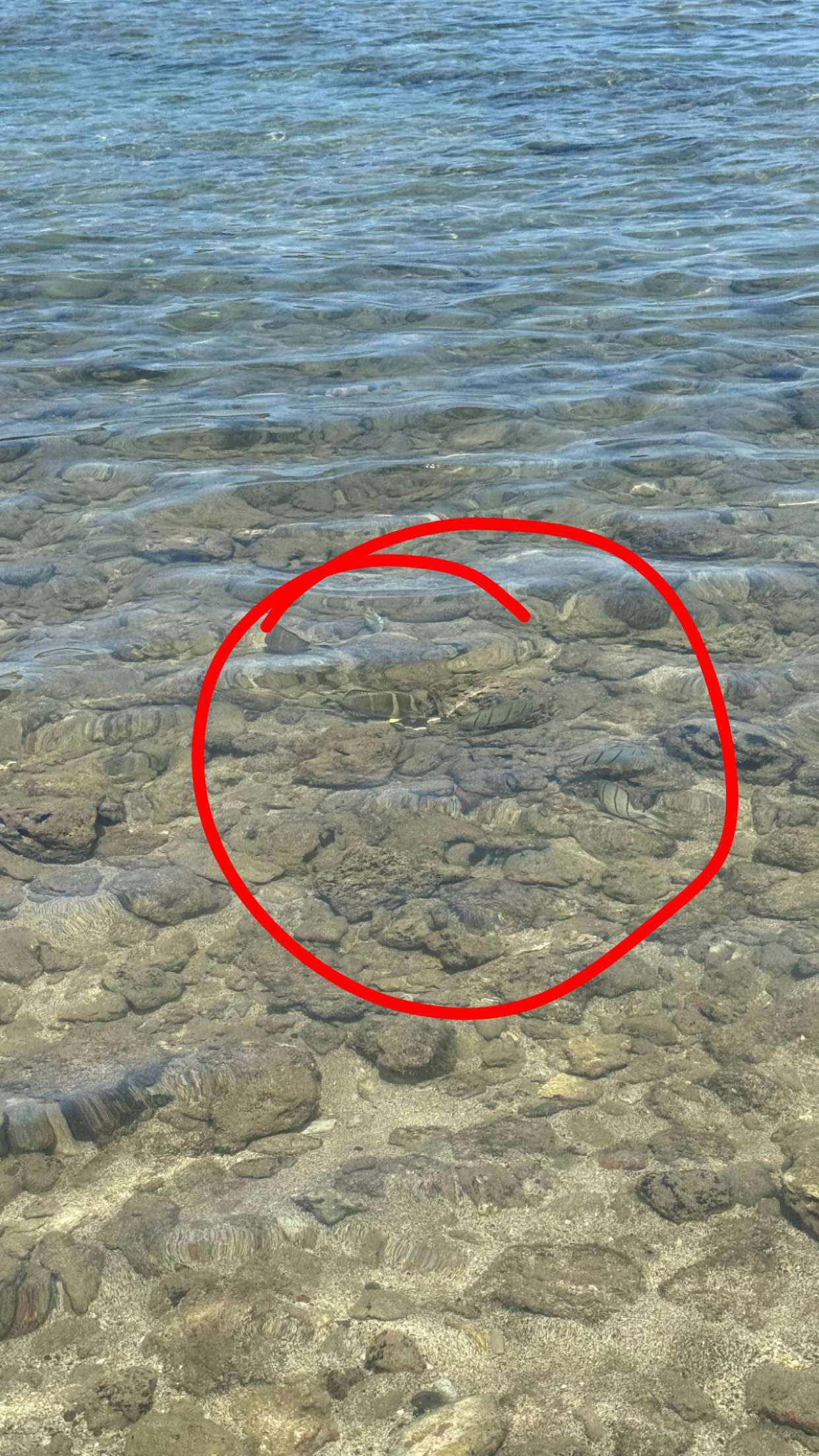 julia.filippo snapchat image archive image