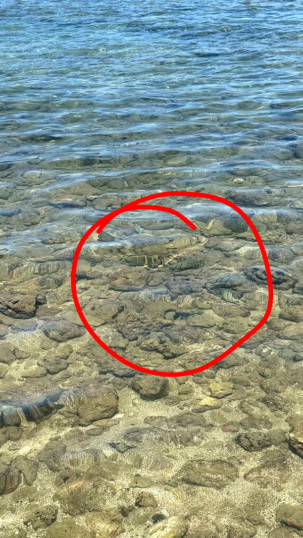 julia.filippo image ~ Altpins