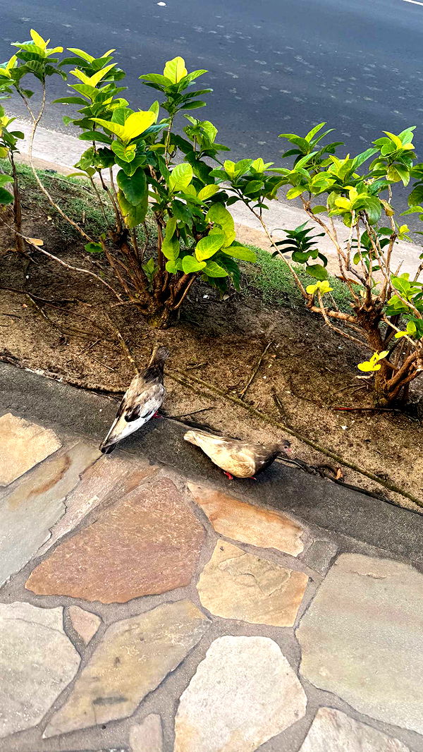 julia.filippo image ~ Altpins