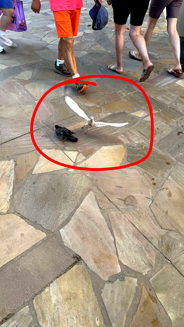 julia.filippo image ~ Altpins