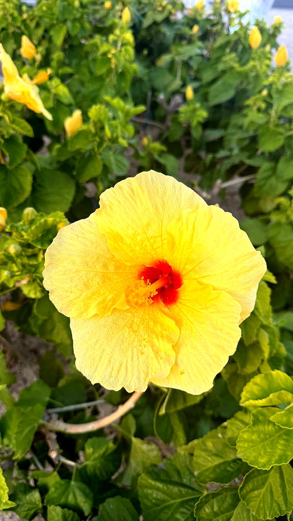 julia.filippo image ~ Altpins