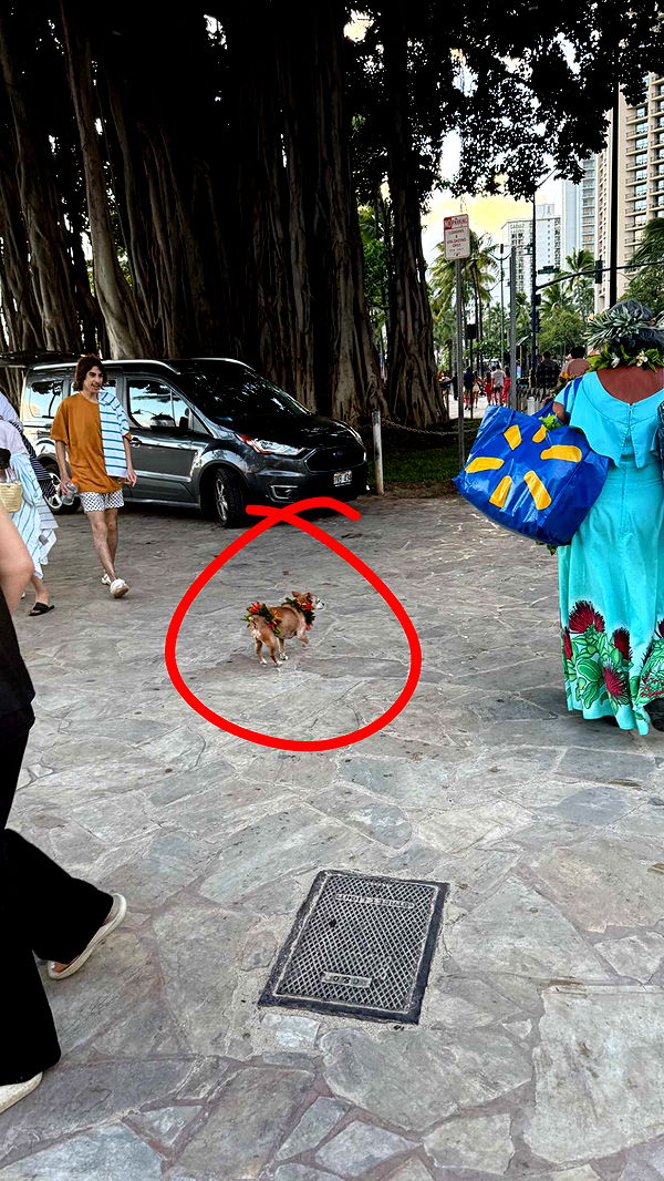 julia.filippo image ~ Altpins