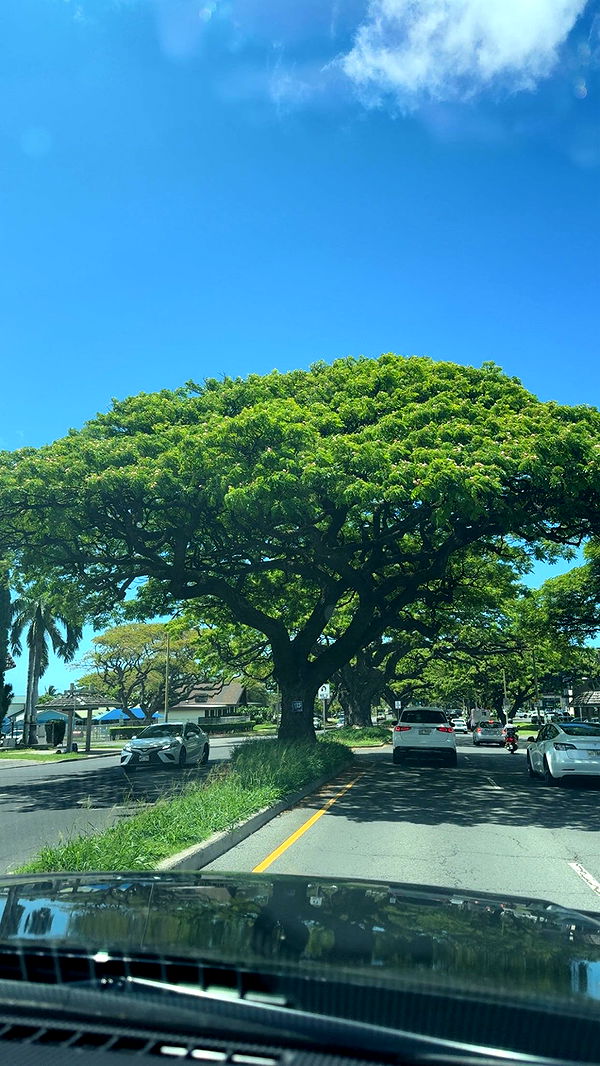 julia.filippo image ~ Altpins