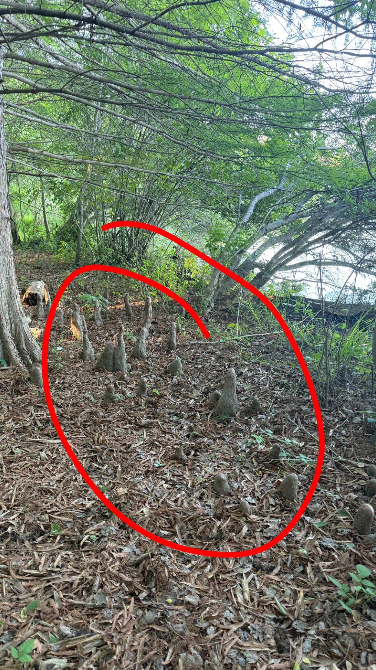 julia.filippo snapchat image archive image