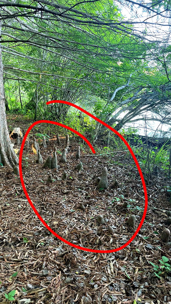 julia.filippo image ~ Altpins