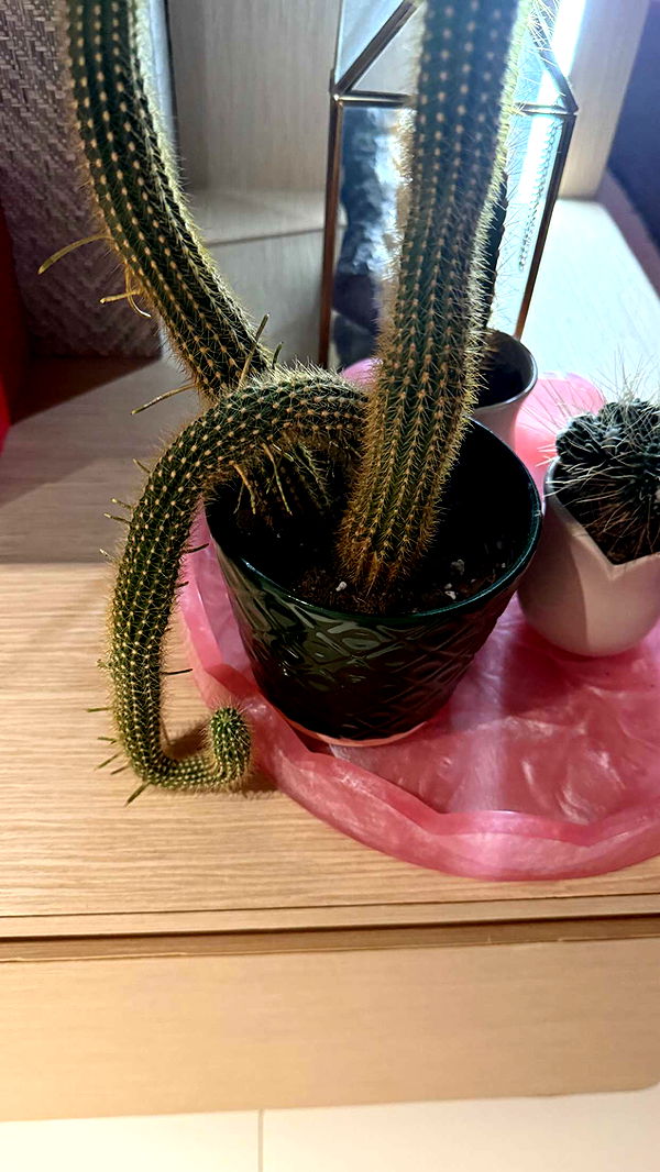 julia.filippo image ~ Altpins