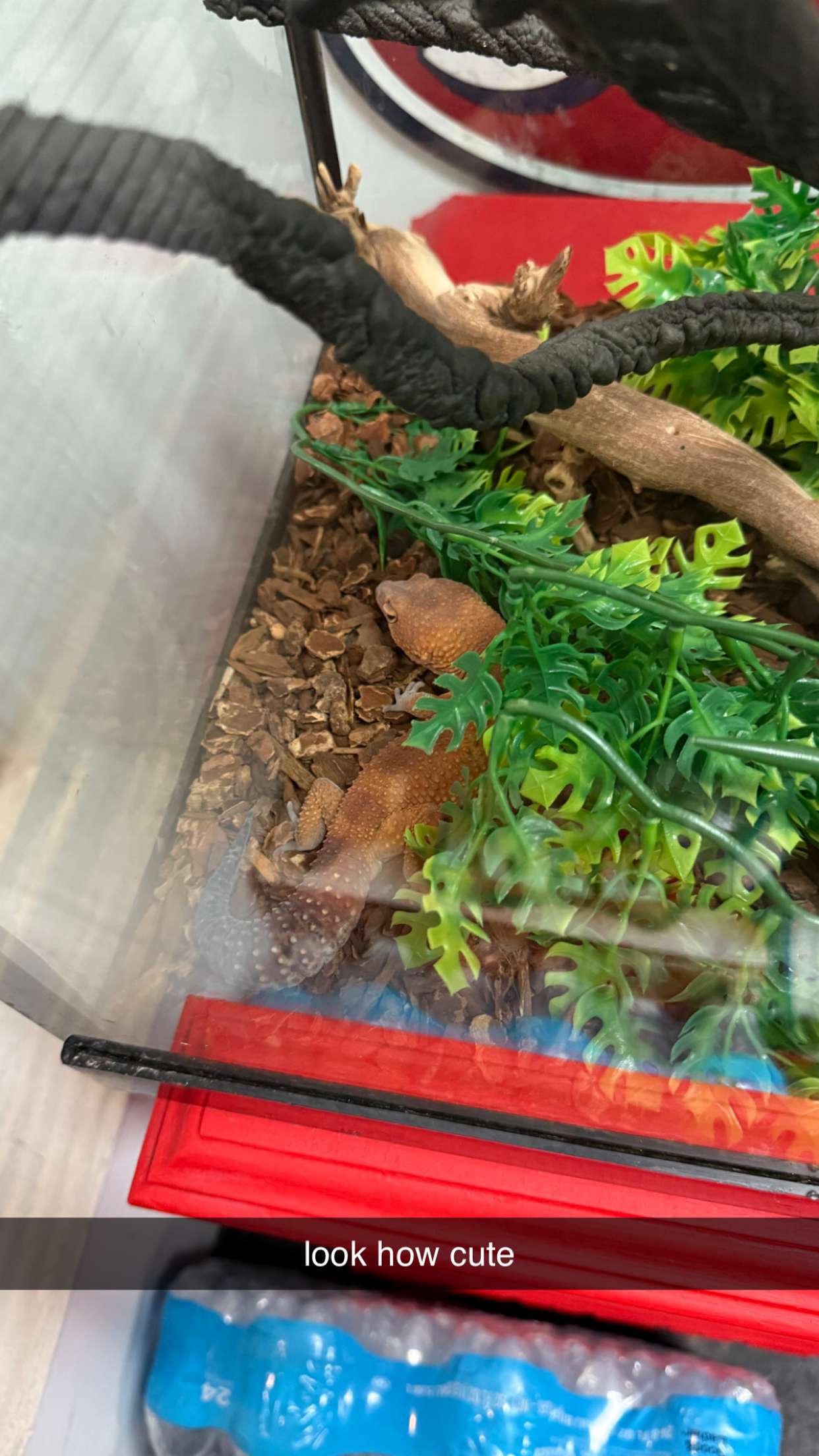 julia.filippo snapchat image archive image