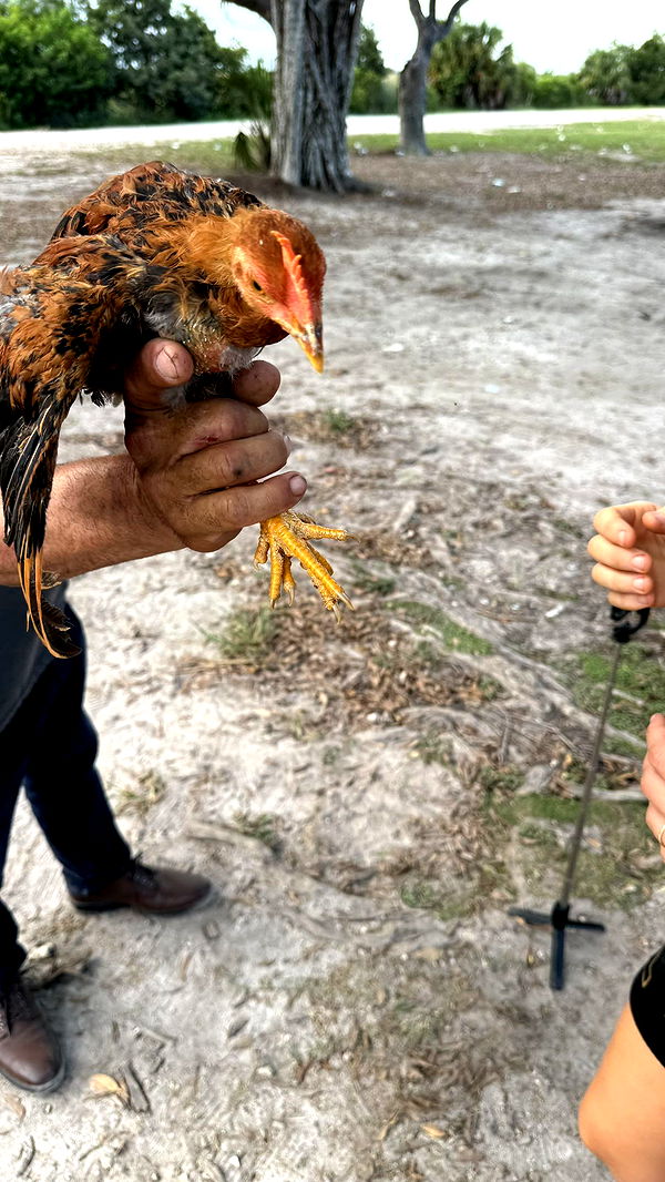 julia.filippo image ~ Altpins