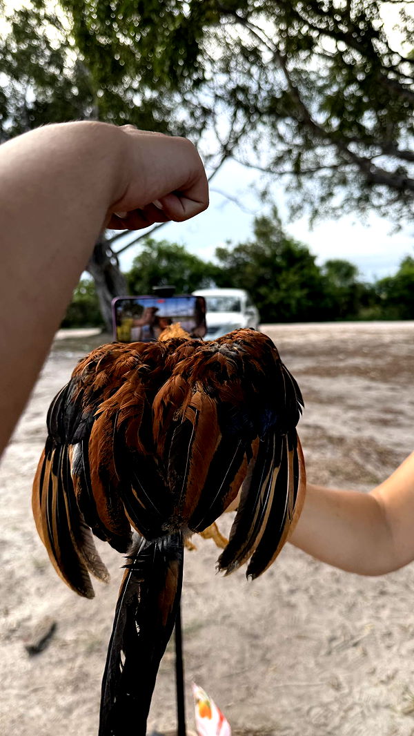 julia.filippo image ~ Altpins