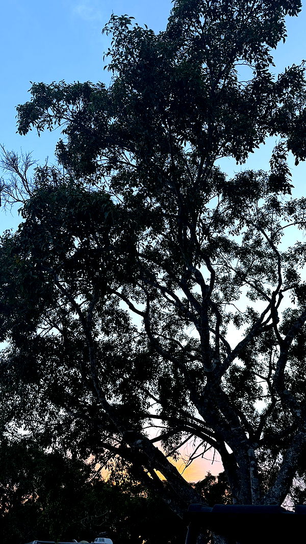 julia.filippo image ~ Altpins