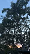 julia.filippo Altpins Profile Picture