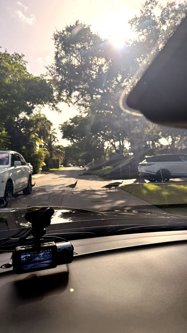 julia.filippo image ~ Altpins