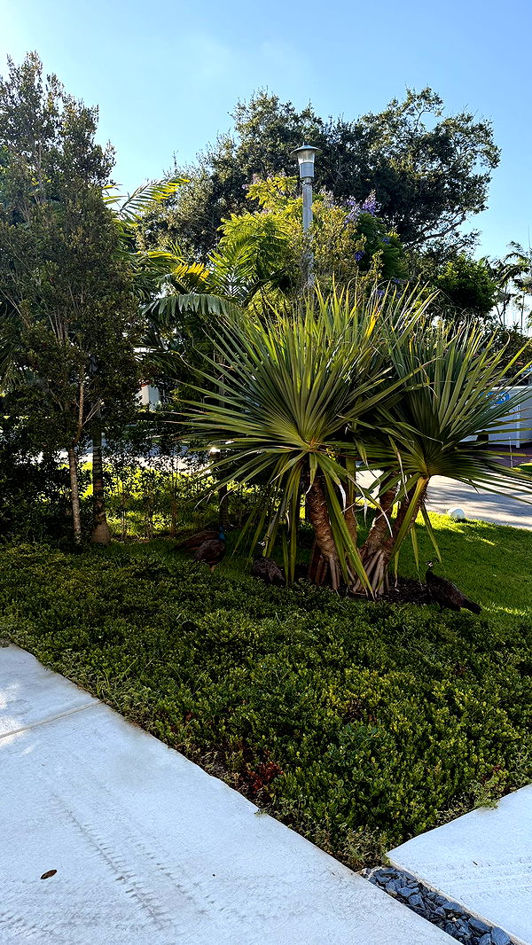 julia.filippo image ~ Altpins