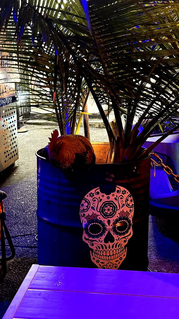 julia.filippo image ~ Altpins