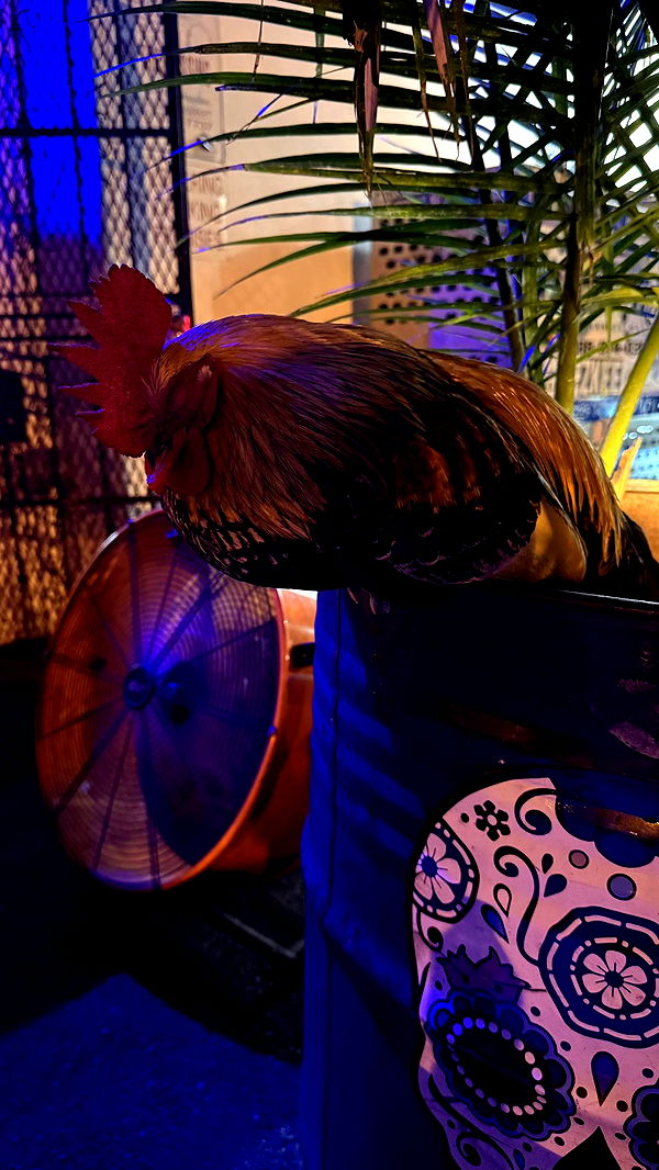 julia.filippo image ~ Altpins