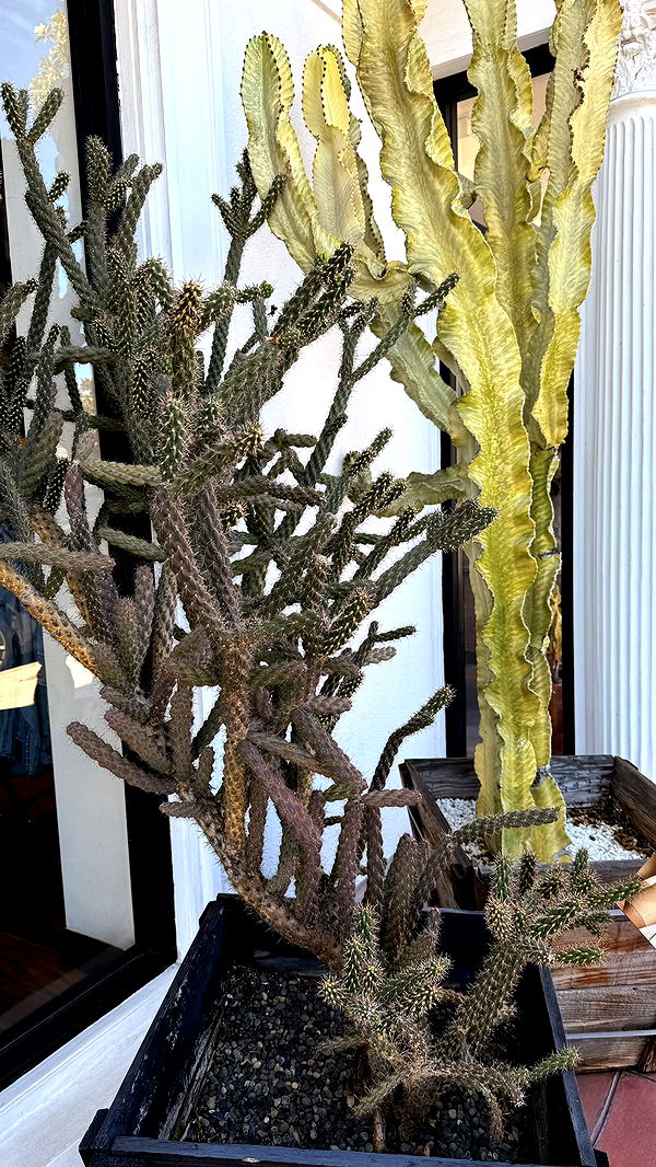 julia.filippo image ~ Altpins