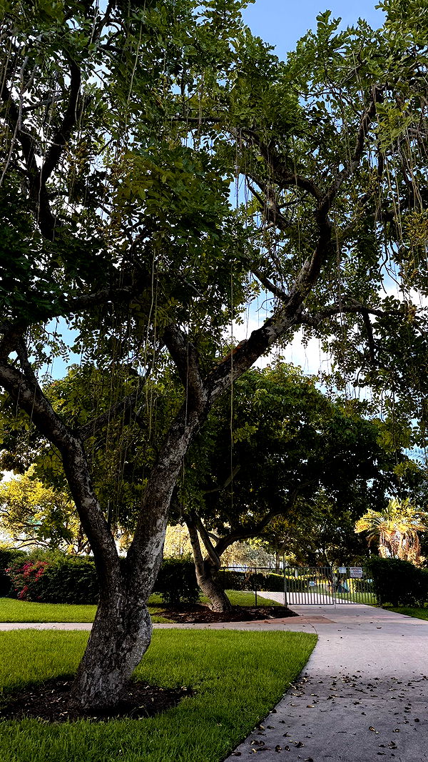 julia.filippo image ~ Altpins