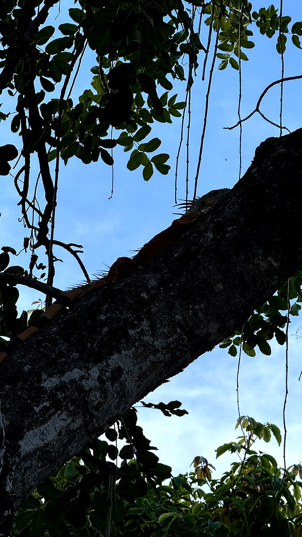 julia.filippo image ~ Altpins