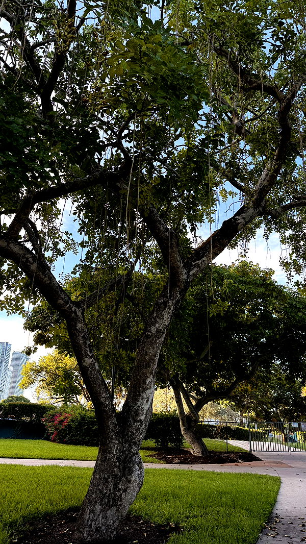 julia.filippo image ~ Altpins