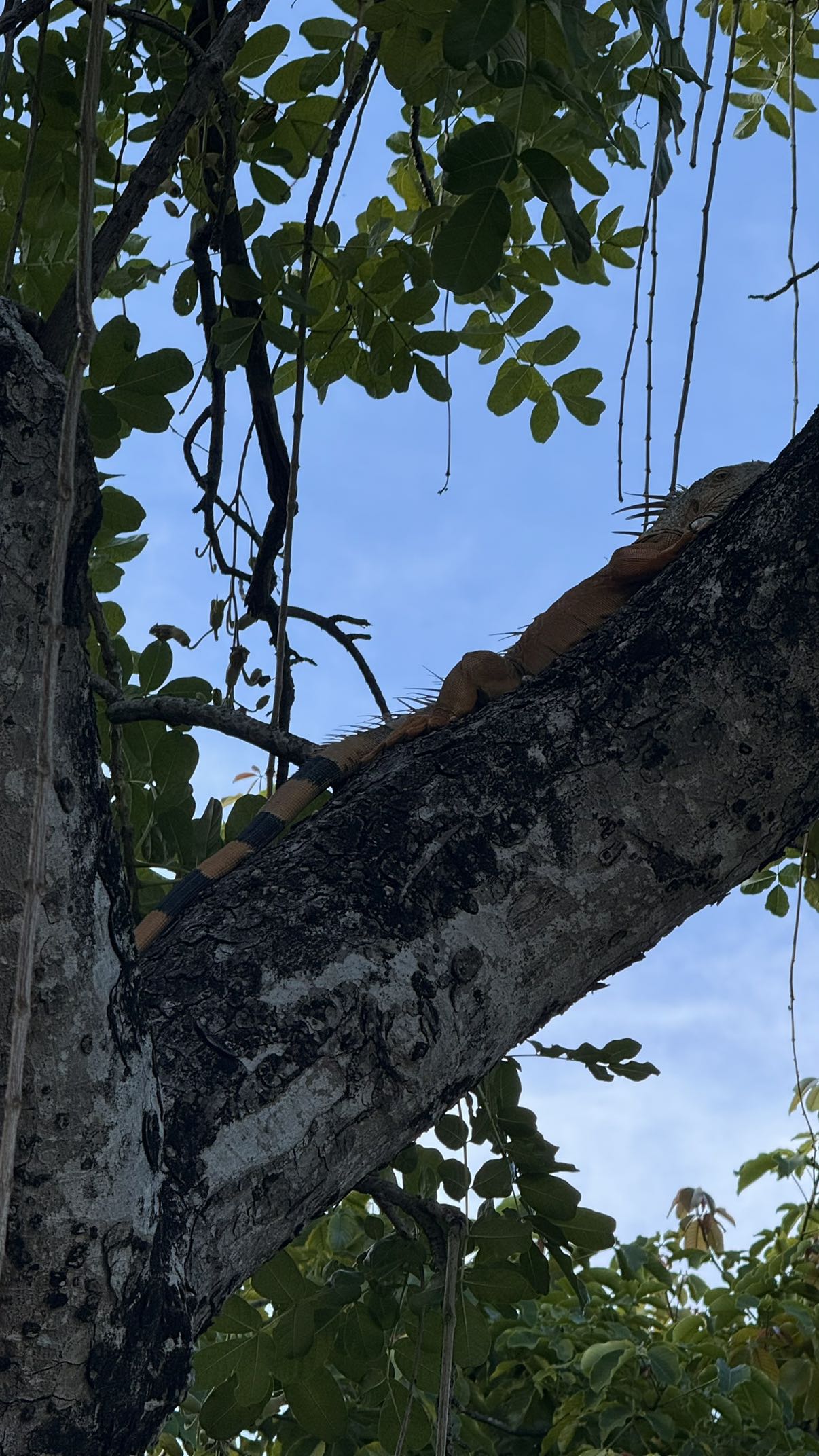 julia.filippo snapchat image archive image