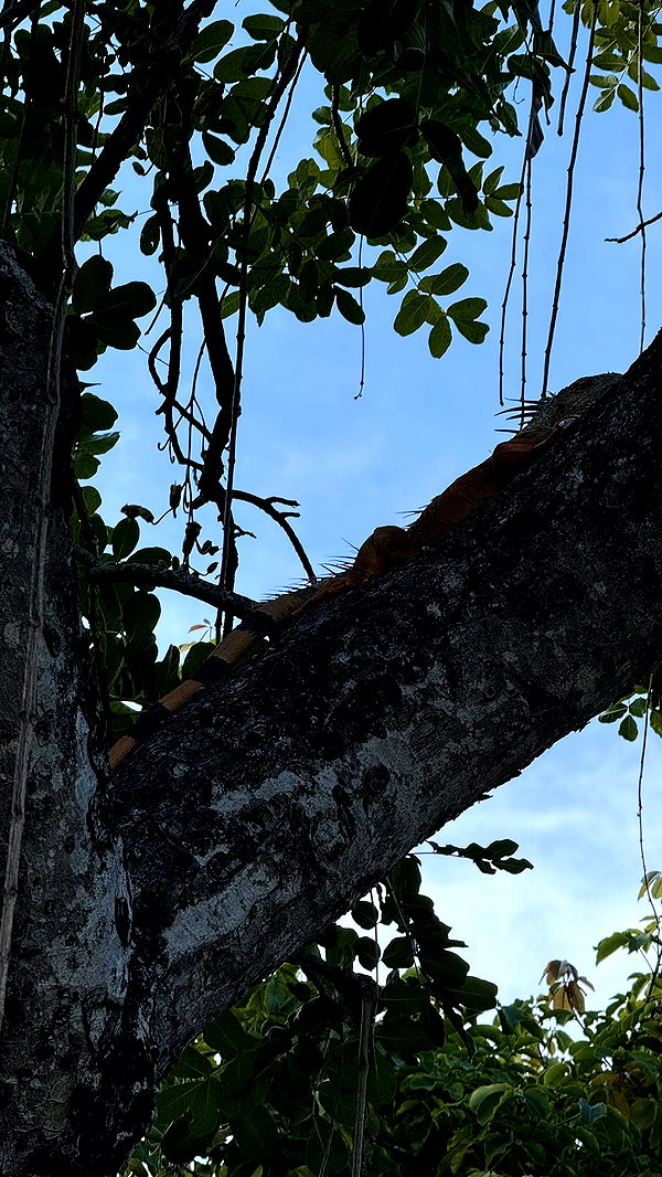 julia.filippo image ~ Altpins