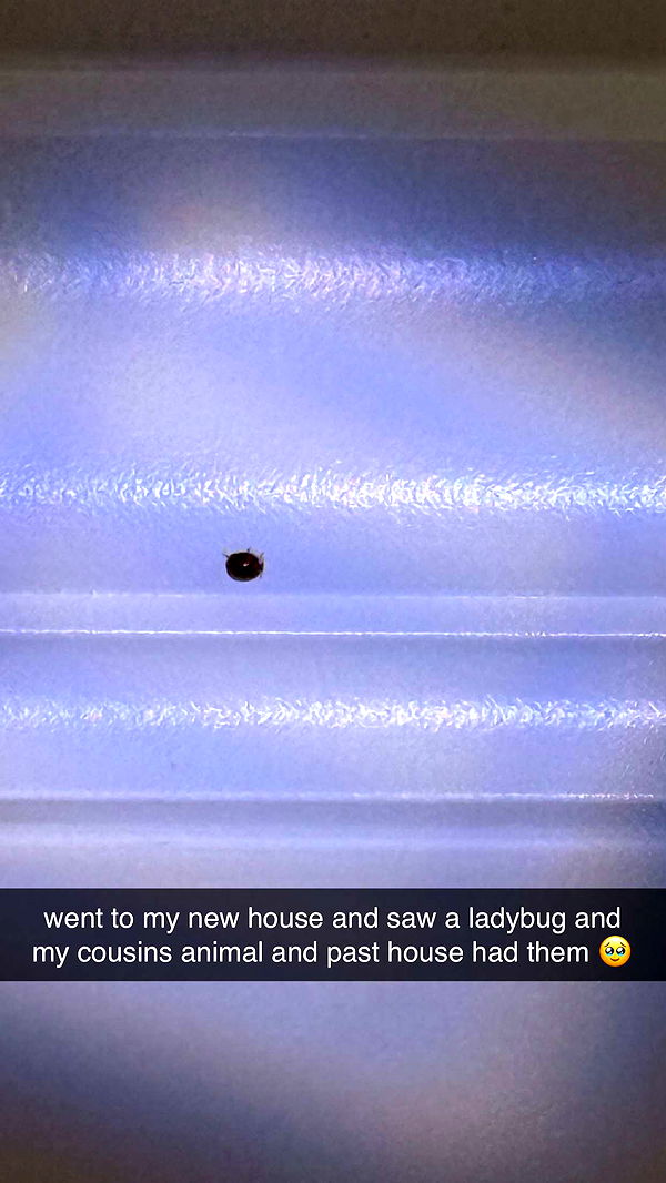 julia.filippo image ~ Altpins