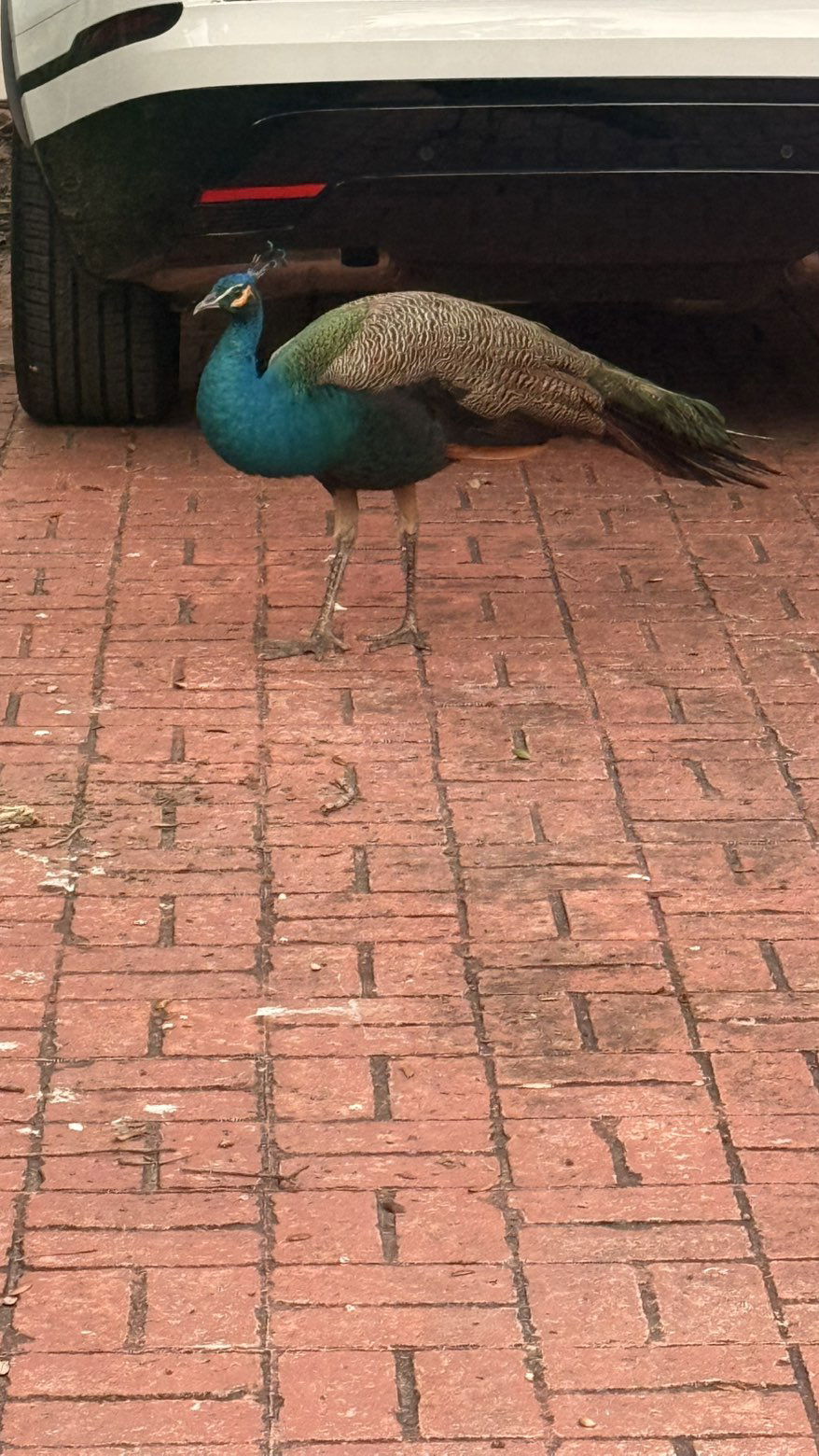 julia.filippo snapchat image archive image