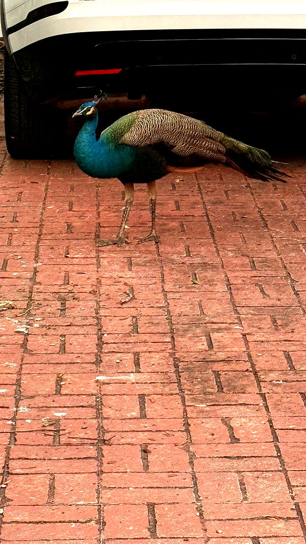 julia.filippo image ~ Altpins