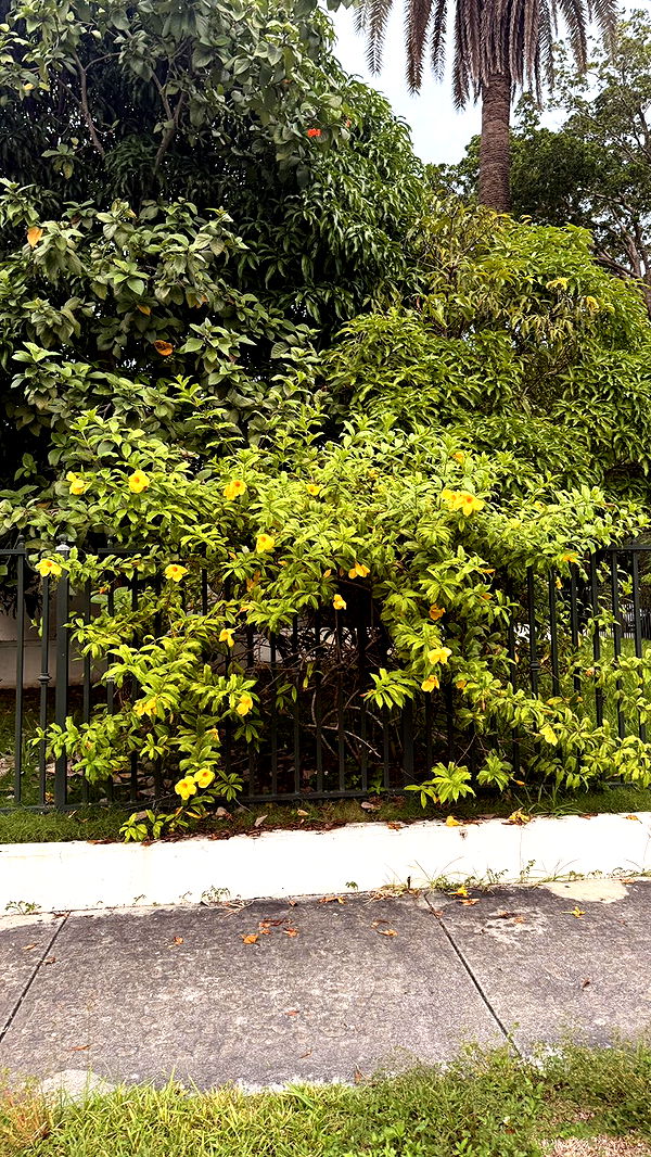 julia.filippo image ~ Altpins