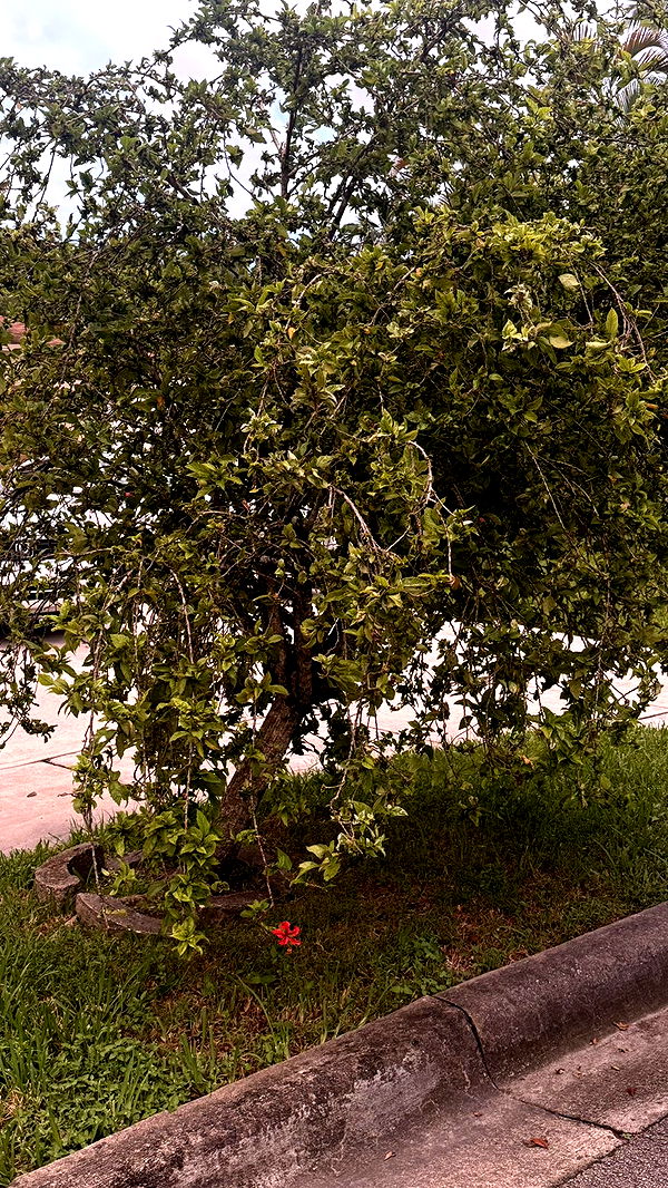 julia.filippo image ~ Altpins