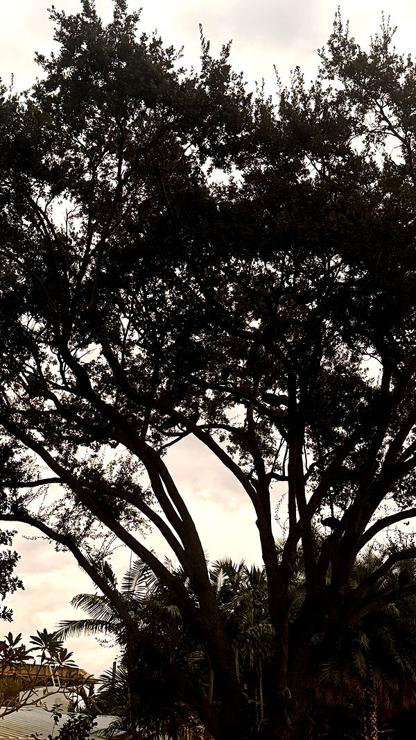 julia.filippo image ~ Altpins