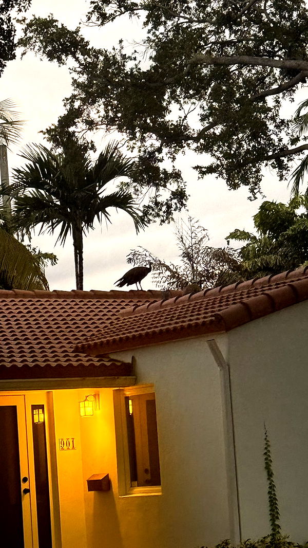 julia.filippo image ~ Altpins