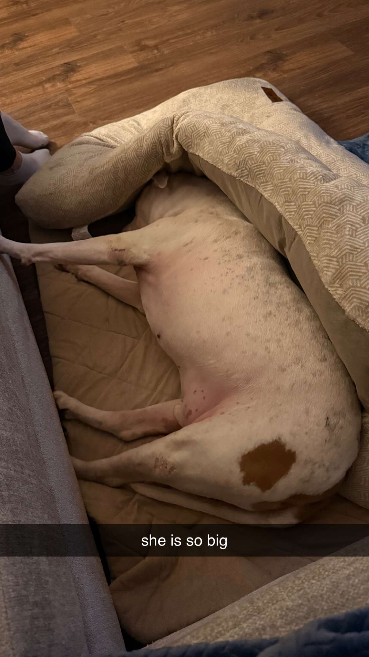 julia.filippo snapchat image archive image