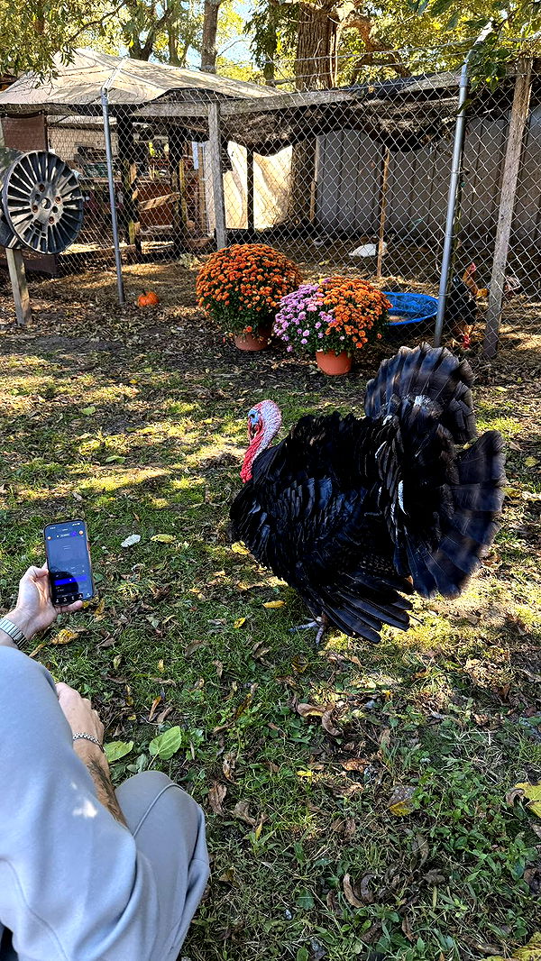 julia.filippo image ~ Altpins