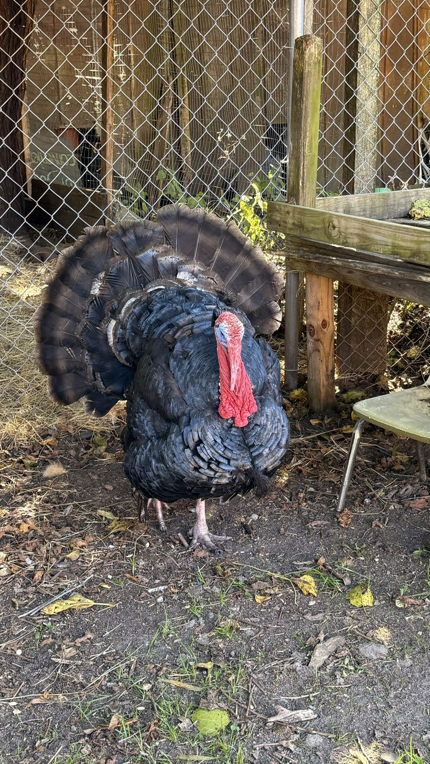 julia.filippo snapchat image archive image