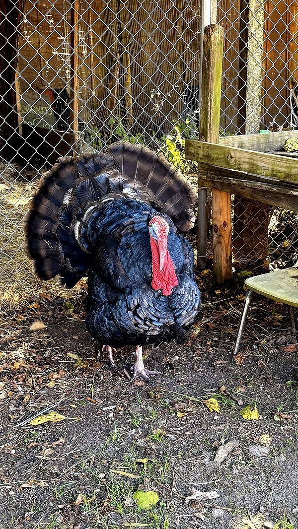 julia.filippo image ~ Altpins