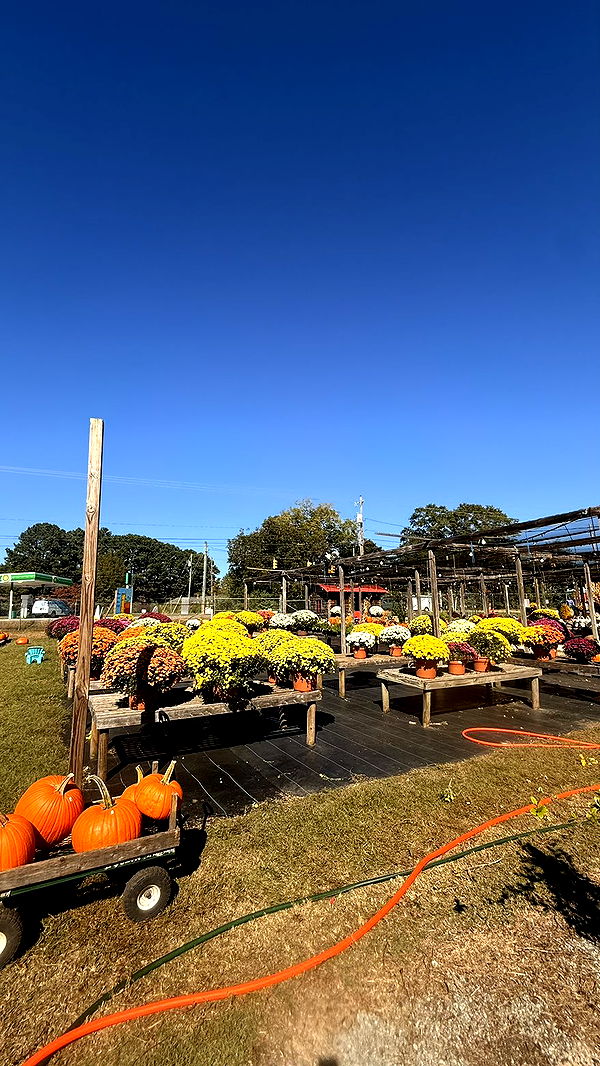 julia.filippo image ~ Altpins