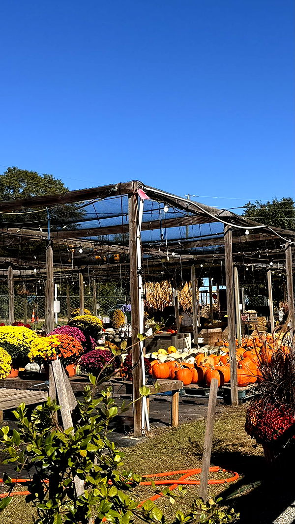 julia.filippo image ~ Altpins