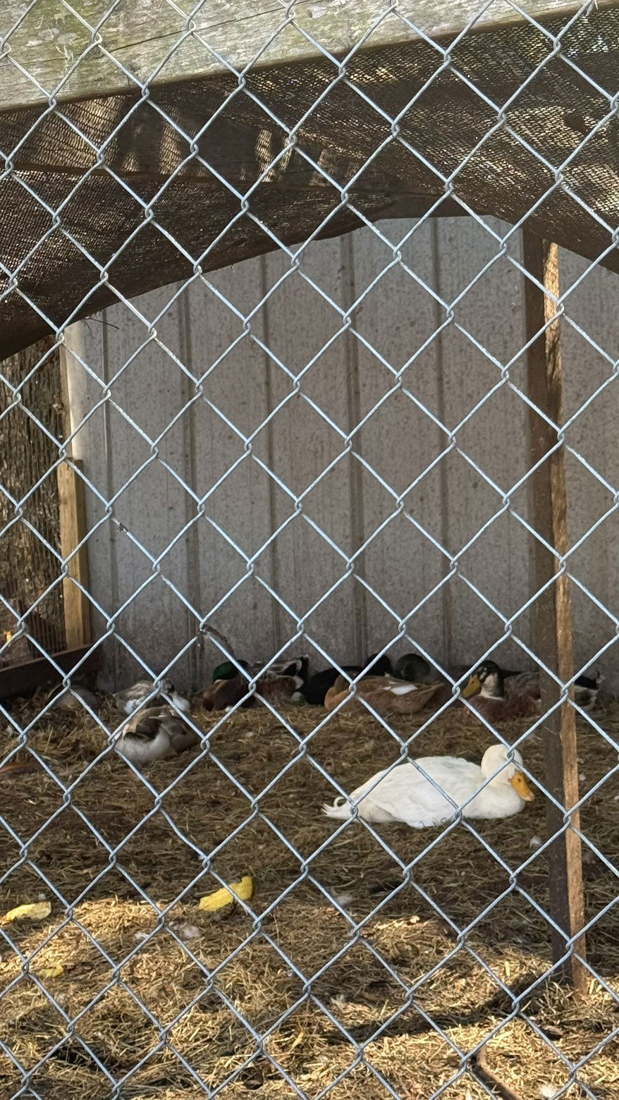 julia.filippo snapchat image archive image