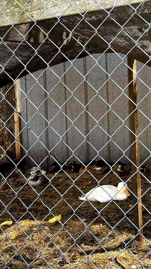 julia.filippo image ~ Altpins