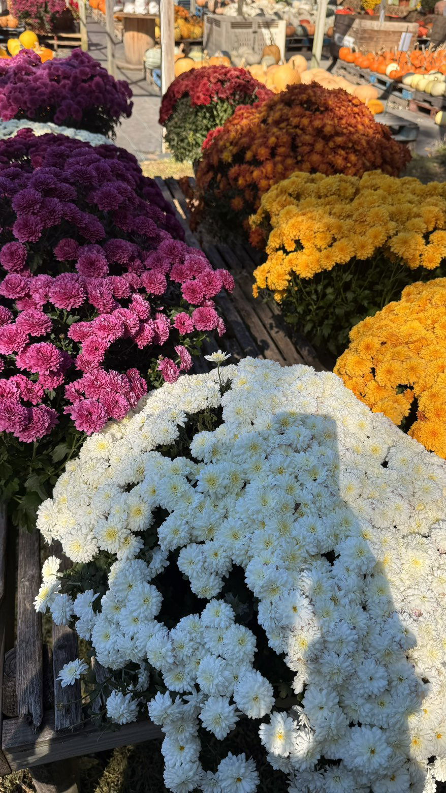 julia.filippo snapchat image archive image