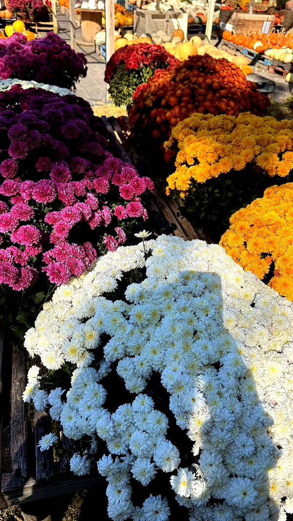 julia.filippo image ~ Altpins