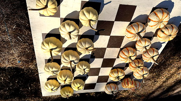 julia.filippo image ~ Altpins