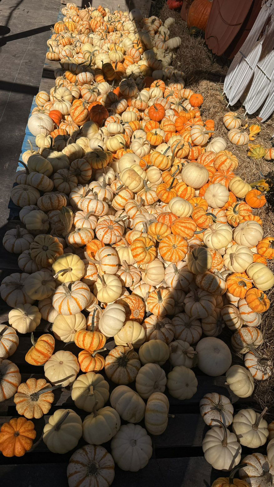 julia.filippo snapchat image archive image