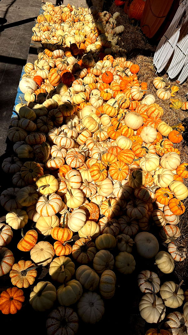 julia.filippo image ~ Altpins