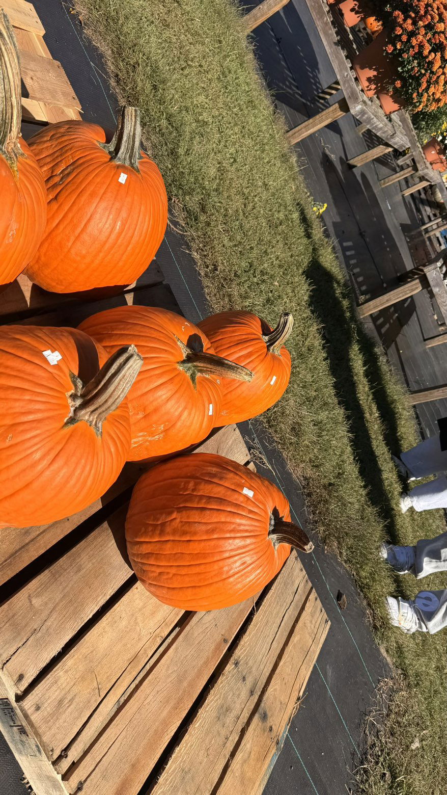 julia.filippo snapchat image archive image