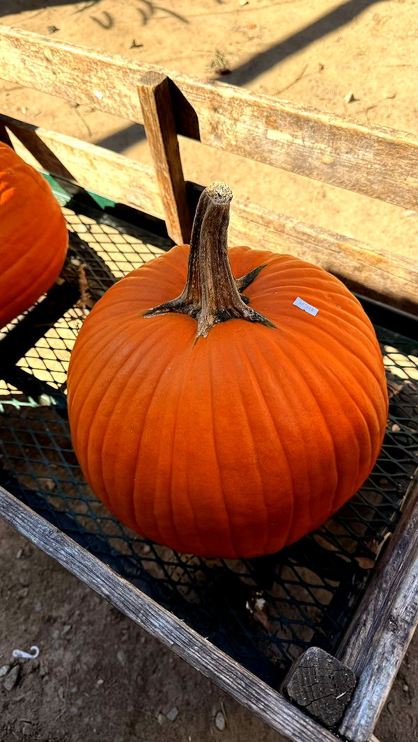 julia.filippo image ~ Altpins