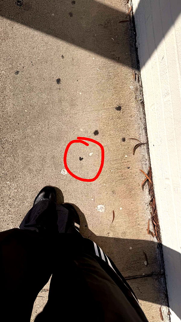 julia.filippo image ~ Altpins