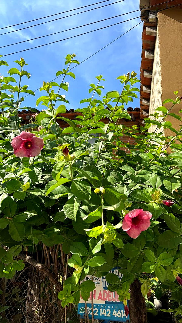 kaiileymae image ~ Altpins