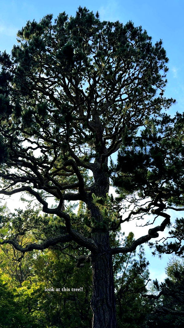 kaiileymae image ~ Altpins